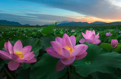 Обои на рабочий стол Розовые лотосы, фотограф shanyewuyu