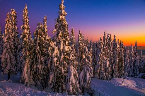 Обои на рабочий стол Хвойные деревья в снегу, фотограф Mark Bowen