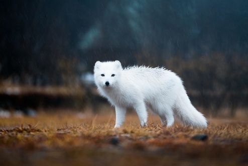 Обои на рабочий стол Белый песец на природе, фотограф Lizzy Gadd