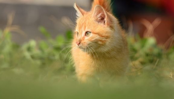 Обои на рабочий стол Рыжий котенок на размытом фоне, фотограф Murat Сal&;skan