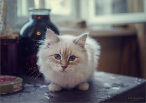 Обои на рабочий стол Пристальный взгляд голубоглазого котенка, фотограф Optina