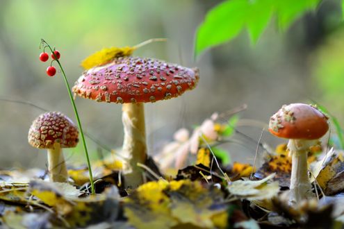 Обои на рабочий стол Красивые мухоморы рядом с кустиком костяники в лесу