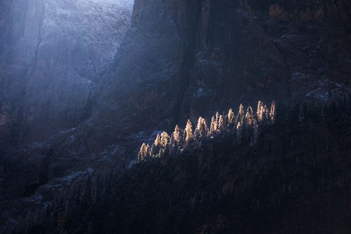 Обои на рабочий стол Ели, на которые падает солнечный свет, фотограф Arild Heitmann