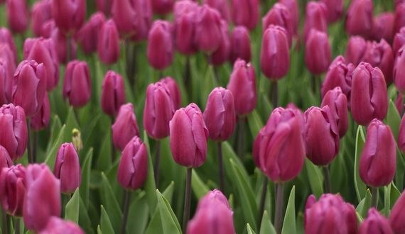 Обои на рабочий стол Бутоны розовых тюльпанов, фотограф Mehmet Kalkan