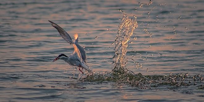 Обои на рабочий стол Чайка над водой, фотограф JeffsPhotoArt