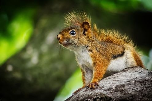 Обои на рабочий стол Белка на дереве, by JeffsPhotoArt