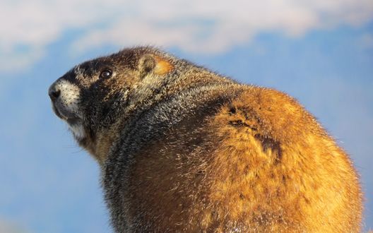 Обои на рабочий стол Marmota / Сурок на размытом фоне