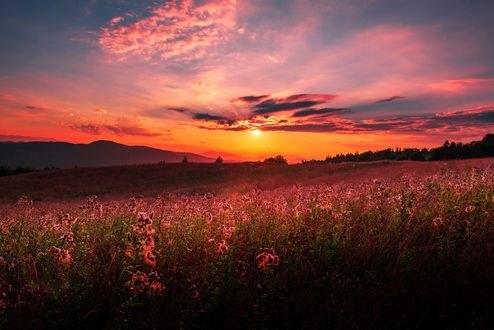 Обои на рабочий стол Розовый закат над цветущим полем, фотограф Mevludin Sejmenovic