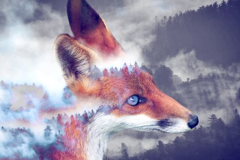 Обои на рабочий стол Лиса на фоне леса в тумане, by DamionPoof