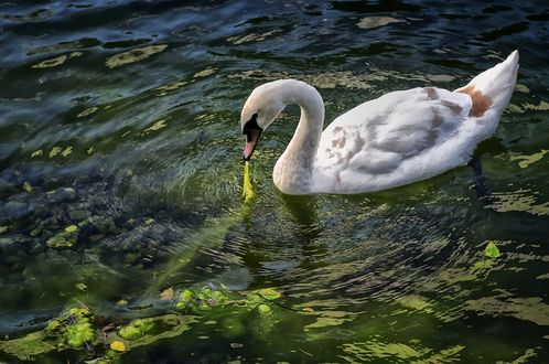 Обои на рабочий стол Лебедь на воде лакомится водорослями