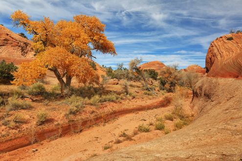 Обои на рабочий стол Горы и пустынная растительность в штате Юта, США / Utah, USA