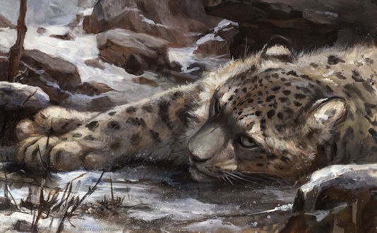 Обои на рабочий стол Снежный барс лежит в снегу, by kenket