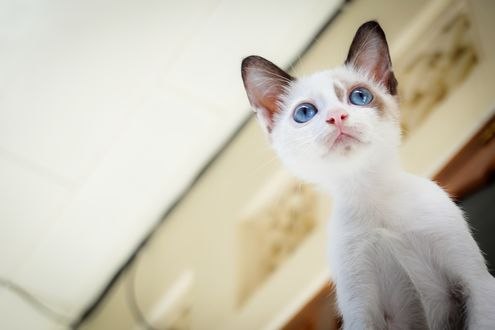 Обои на рабочий стол Голубоглазый котенок смотрит вперед