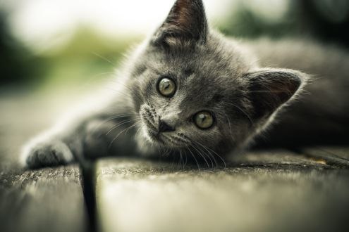 Обои на рабочий стол Миленький серый котенок