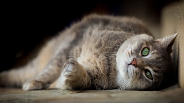 Обои на рабочий стол Толстый кот лежит на полу
