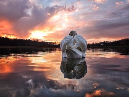 Обои на рабочий стол Белый лебедь на воде, фотограф Sabrina Babic