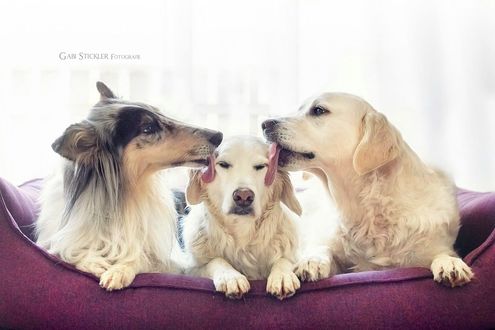 Обои на рабочий стол Две собаки облизывают третью, фотограф Gabi Stickler