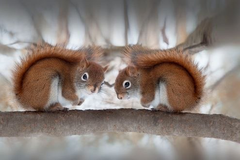 Обои на рабочий стол Две белки сидят друг напротив друга, фотограф Andre Villeneuve