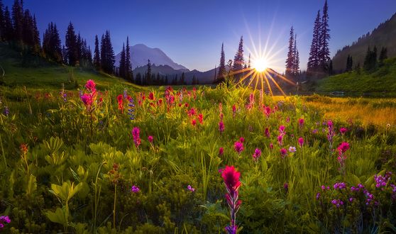 Обои на рабочий стол Закат над полевыми цветами у горы Rainier / Рейнир, фотограф Doug Shearer