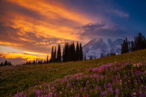 Обои на рабочий стол Полевые цветы под горой Rainier / Рейнир, фотограф Doug Shearer