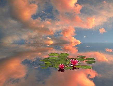 Обои на рабочий стол Лилии на воде под облачным небом, фотограф Peter Holme III