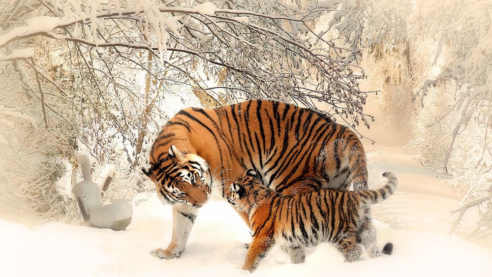 Обои для рабочего стола Тигрица с малышом тигренком стоят на снегу