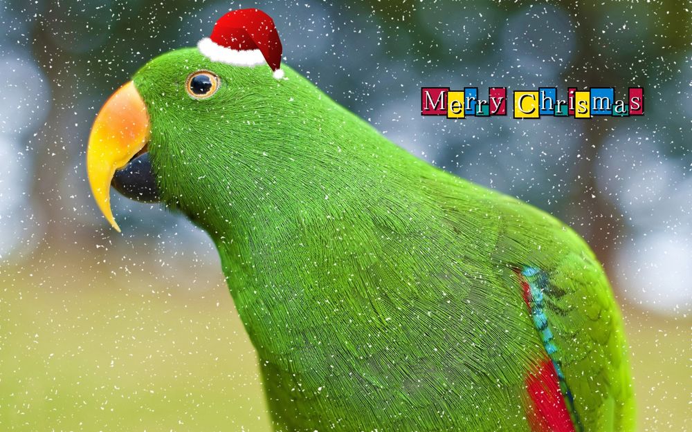 Обои для рабочего стола Рождественский зеленый попугай в шапочке Санта Клауса (Merry Christmas / Веселого Рождества)