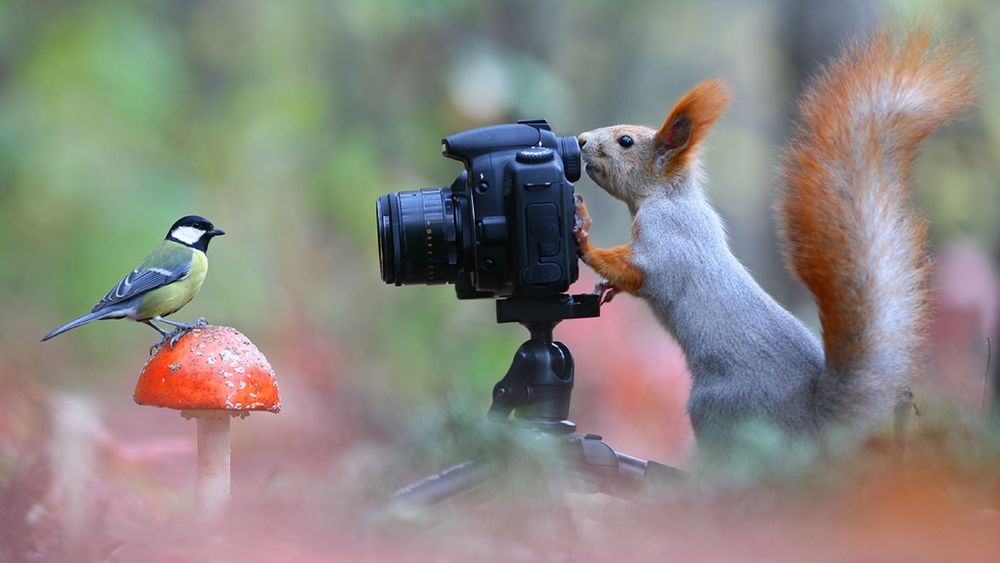 Обои для рабочего стола Белка фотографирует синицу, стоящую на грибе