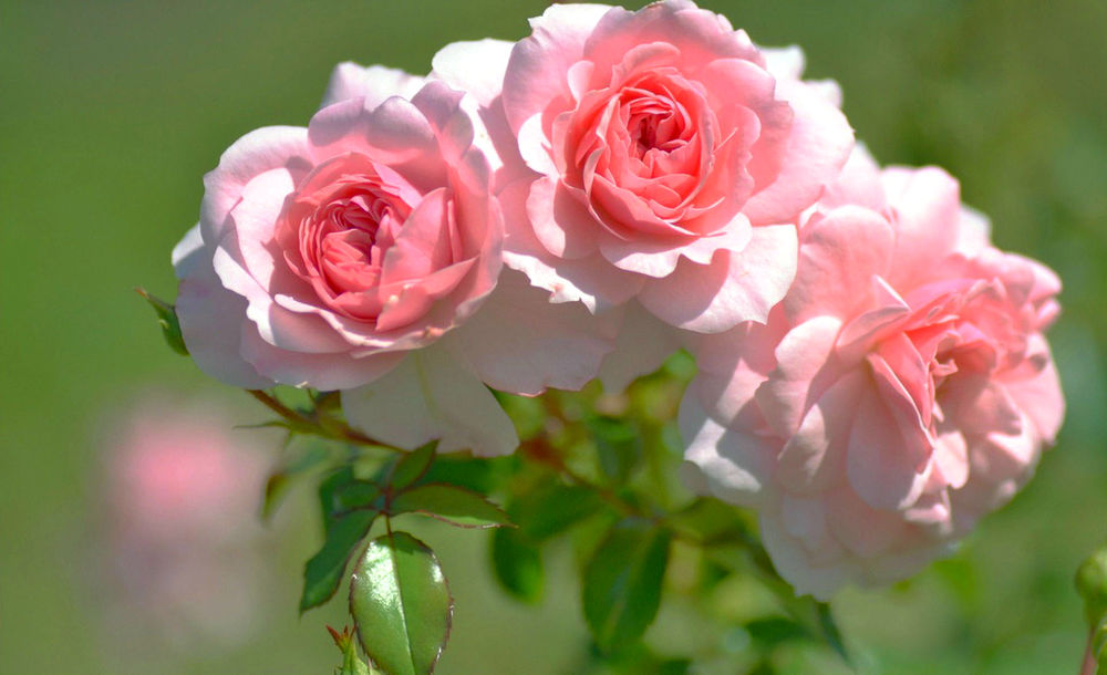 Обои для рабочего стола Три пышные розовые розы на размытом фоне