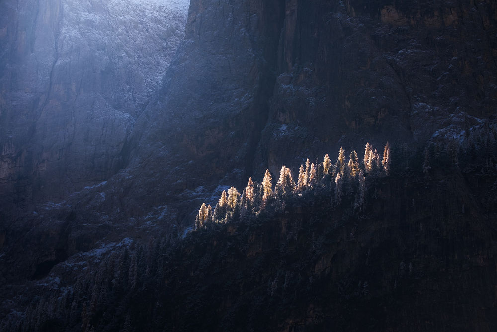 Обои для рабочего стола Ели, на которые падает солнечный свет, фотограф Arild Heitmann