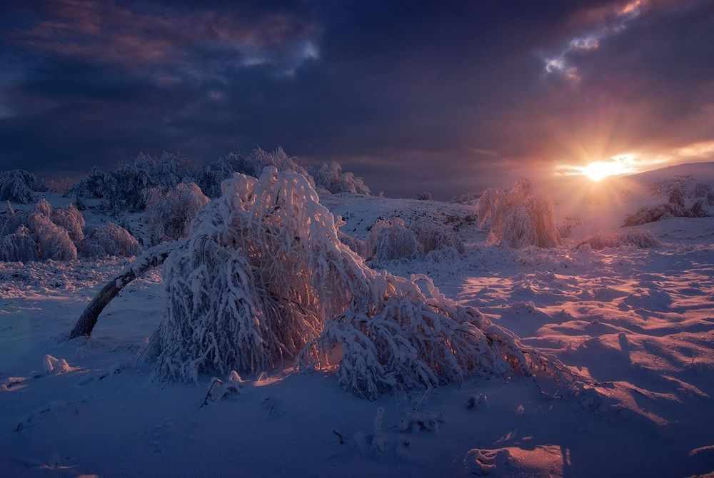 Обои для рабочего стола Зимний пейзаж, склонившееся дерево на закате, снег