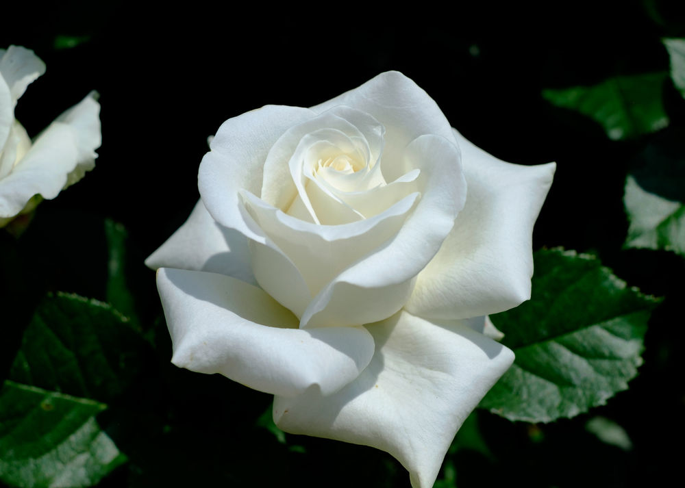 Белые розы на фоне неба фото