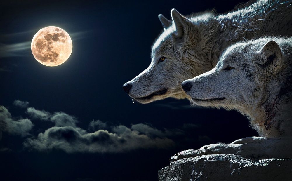 Обои для рабочего стола Два волка на фоне полной луны