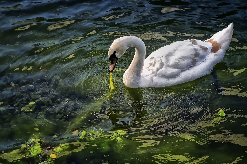 Обои для рабочего стола Лебедь на воде лакомится водорослями