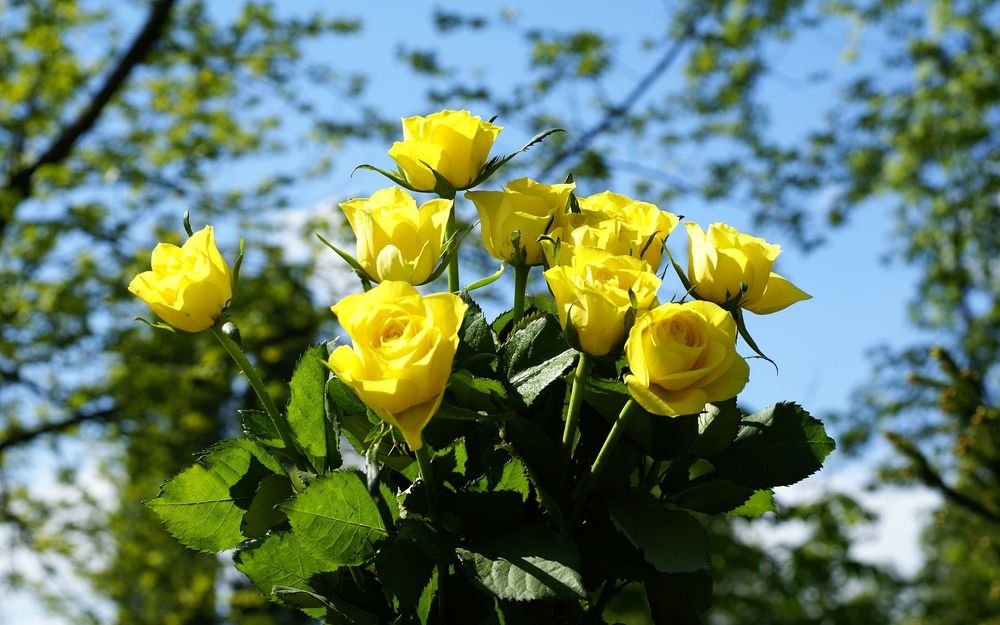 Обои для рабочего стола Букет желтых роз на размытом фоне листвы и неба