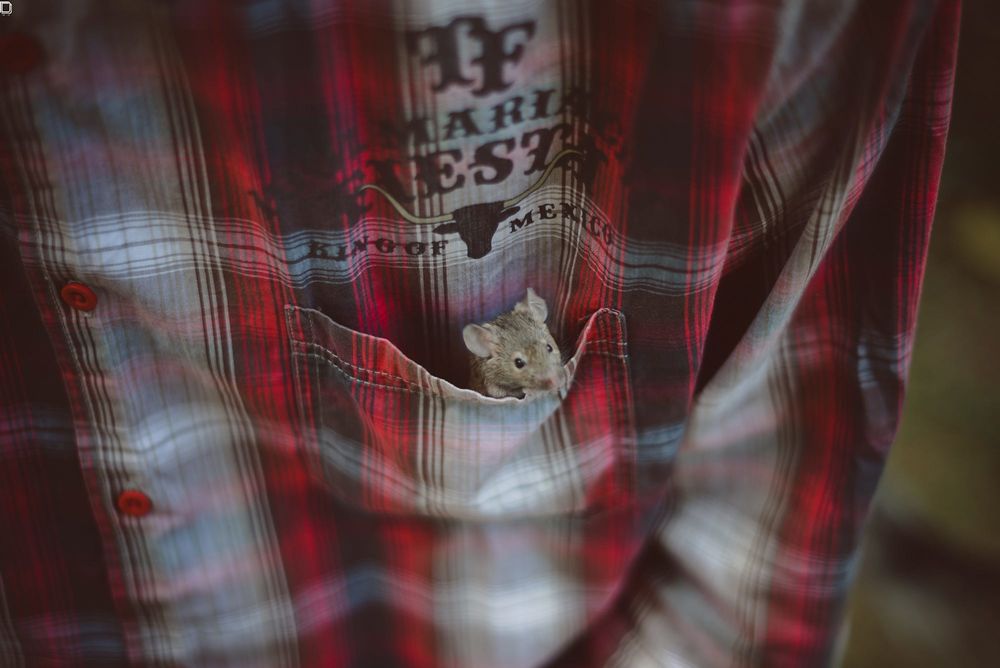 Обои для рабочего стола В кармане рубашки парня сидит мышка, фтограф Dasha Demina