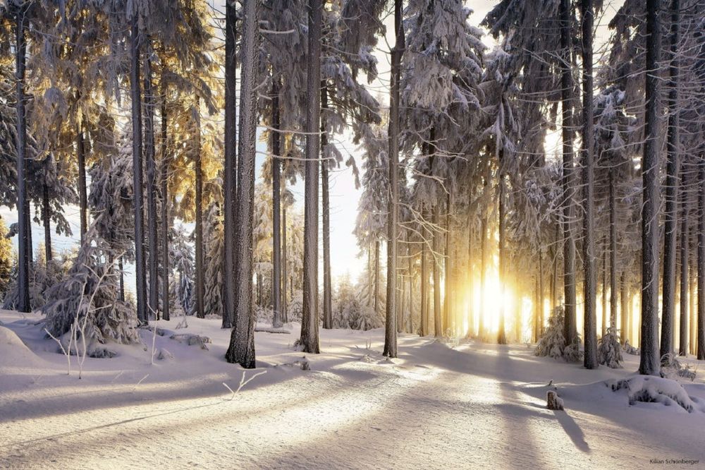 Обои для рабочего стола Солнце освещает зимний лес, фотограф Kilian Sch&;nberger