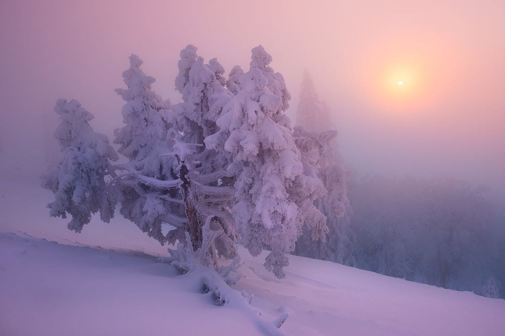 Обои для рабочего стола Розовый рассвет зимой, фотограф Tobias Ryser