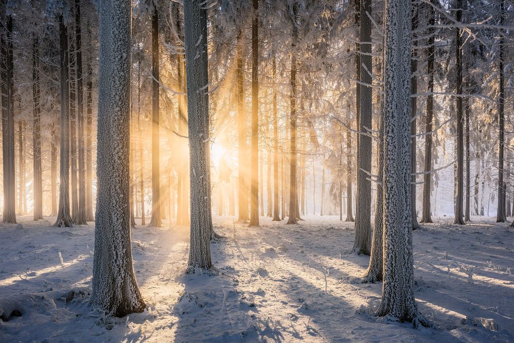 Обои для рабочего стола Солнце освещает зимний лес, фотограф Tobias Ryser