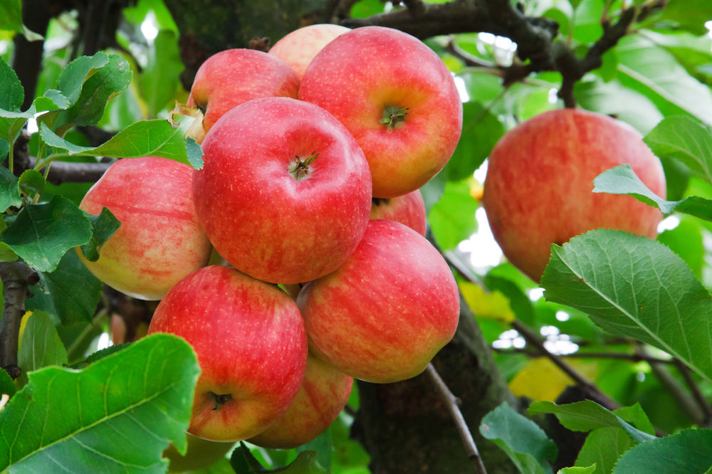 Обои для рабочего стола Яблоки на ветке