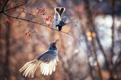 Обои на рабочий стол Птичка с ягодой в клюве и птичка на ветке, фотограф Jaewoon U
