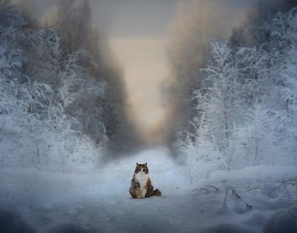 Обои на рабочий стол Кошка сидит нв зимней дороге, фотограф Elena Shumilova