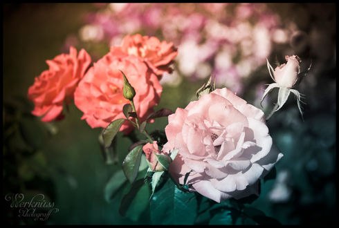 Обои на рабочий стол Розовые и нежно розовые розы, фотограф Florian Bokeh
