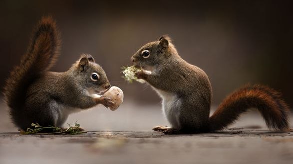 Обои на рабочий стол Две белочки друг напротив друга, фотограф Andre Villeneuve