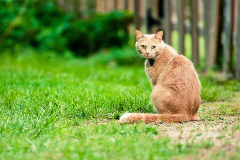 Обои на рабочий стол Рыжий кот на зеленой траве