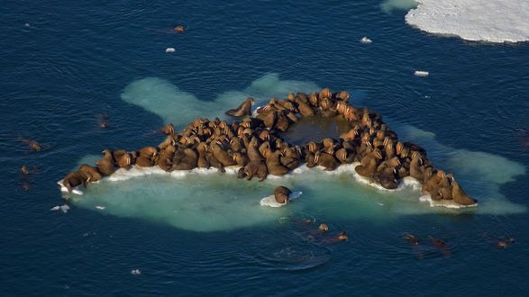 Обои на рабочий стол Большая льдина с моржами