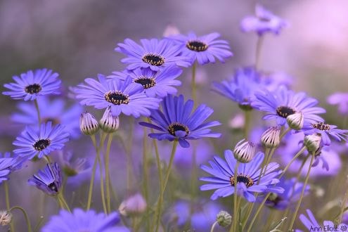 Обои на рабочий стол Цветок Brachyome iberidifolia, фотограф Ann Elliott