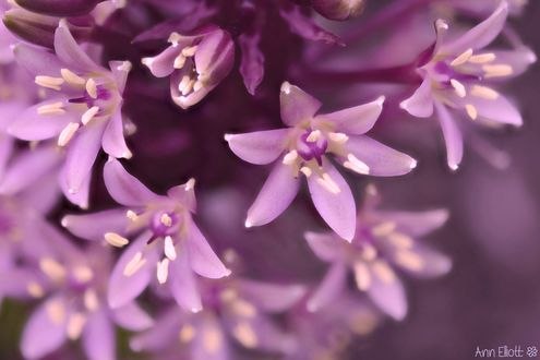 Обои на рабочий стол Цветы Eucomis Comosa / игристые бургундии из национального ботанического сада Уэльса, фотограф Ann Elliott