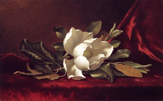 Обои на рабочий стол Белый цветок магнолии, художник Мартин Джонсон Heade