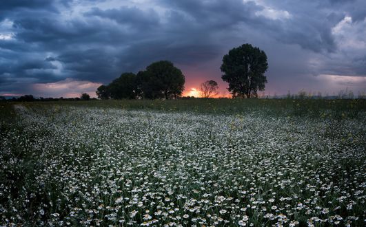 Обои на рабочий стол Поле ромашек на фоне заката, фотограф Emil Rashkovski